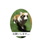 北海道コーギーのりんちゃん（個別スタンプ：8）