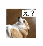 北海道コーギーのりんちゃん（個別スタンプ：9）