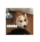 北海道コーギーのりんちゃん（個別スタンプ：10）