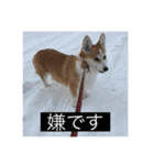 北海道コーギーのりんちゃん（個別スタンプ：12）