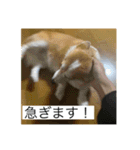 北海道コーギーのりんちゃん（個別スタンプ：13）