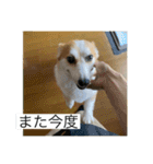 北海道コーギーのりんちゃん（個別スタンプ：14）