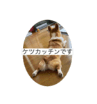 北海道コーギーのりんちゃん（個別スタンプ：17）