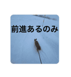 北海道コーギーのりんちゃん（個別スタンプ：19）