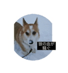 北海道コーギーのりんちゃん（個別スタンプ：20）