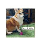 北海道コーギーのりんちゃん（個別スタンプ：22）