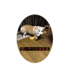 北海道コーギーのりんちゃん（個別スタンプ：23）