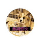 北海道コーギーのりんちゃん（個別スタンプ：24）