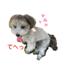 トイプードルとマルプーの日常（個別スタンプ：2）