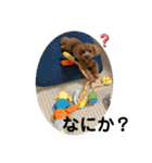トイプードルとマルプーの日常（個別スタンプ：6）