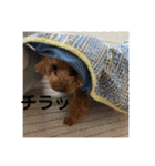 トイプードルとマルプーの日常（個別スタンプ：10）