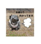 トイプードルとマルプーの日常（個別スタンプ：13）