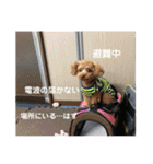 トイプードルとマルプーの日常（個別スタンプ：15）