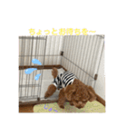 トイプードルとマルプーの日常（個別スタンプ：16）