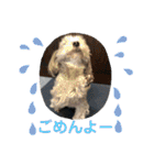 トイプードルとマルプーの日常（個別スタンプ：20）
