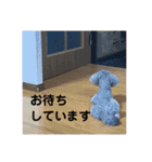 トイプードルとマルプーの日常（個別スタンプ：24）