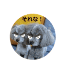 トイプードルとマルプーの日常（個別スタンプ：25）