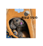 トイプードルとマルプーの日常（個別スタンプ：27）