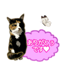 キャラのある3猫さんたち vol.2（個別スタンプ：11）