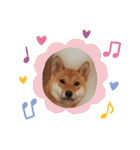 #2柴犬のつくし（個別スタンプ：11）