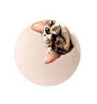 ベンガル①（個別スタンプ：1）