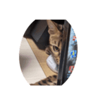 ベンガル①（個別スタンプ：3）
