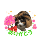 tocco/vol.36/愛猫らぶしゃん/レオ/カイ（個別スタンプ：1）