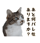 オフィスで使おう！キジ白ばぁば vol.2（個別スタンプ：1）