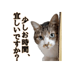 オフィスで使おう！キジ白ばぁば vol.2（個別スタンプ：2）