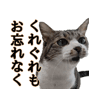 オフィスで使おう！キジ白ばぁば vol.2（個別スタンプ：3）