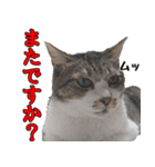 オフィスで使おう！キジ白ばぁば vol.2（個別スタンプ：4）