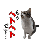 オフィスで使おう！キジ白ばぁば vol.2（個別スタンプ：6）