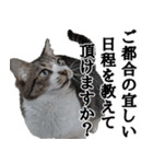 オフィスで使おう！キジ白ばぁば vol.2（個別スタンプ：7）