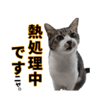 オフィスで使おう！キジ白ばぁば vol.2（個別スタンプ：9）