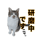 オフィスで使おう！キジ白ばぁば vol.2（個別スタンプ：11）
