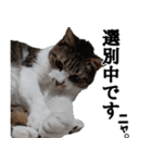 オフィスで使おう！キジ白ばぁば vol.2（個別スタンプ：12）