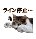 オフィスで使おう！キジ白ばぁば vol.2（個別スタンプ：13）