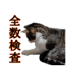 オフィスで使おう！キジ白ばぁば vol.2（個別スタンプ：14）