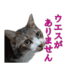 オフィスで使おう！キジ白ばぁば vol.2（個別スタンプ：17）