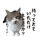 オフィスで使おう！キジ白ばぁば vol.2（個別スタンプ：18）