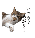 オフィスで使おう！キジ白ばぁば vol.2（個別スタンプ：19）