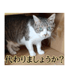 オフィスで使おう！キジ白ばぁば vol.2（個別スタンプ：21）