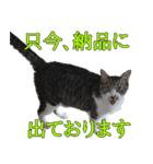 オフィスで使おう！キジ白ばぁば vol.2（個別スタンプ：22）