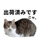オフィスで使おう！キジ白ばぁば vol.2（個別スタンプ：23）