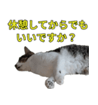オフィスで使おう！キジ白ばぁば vol.2（個別スタンプ：24）