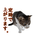 オフィスで使おう！キジ白ばぁば vol.2（個別スタンプ：25）