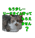 オフィスで使おう！キジ白ばぁば vol.2（個別スタンプ：26）