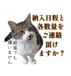 オフィスで使おう！キジ白ばぁば vol.2（個別スタンプ：27）