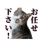 オフィスで使おう！キジ白ばぁば vol.2（個別スタンプ：28）