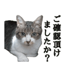 オフィスで使おう！キジ白ばぁば vol.2（個別スタンプ：29）